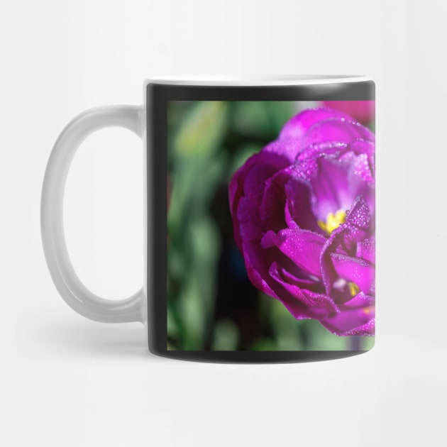 Double Purple Tulip by blossomcophoto